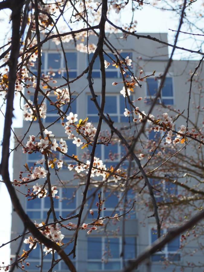 Hotel Carmen Azzuro Venus Zewnętrze zdjęcie